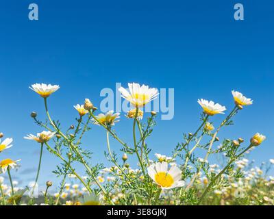 White and yellow daisies blooming in a meadow against a clear blue sky during daytime Stock Photo