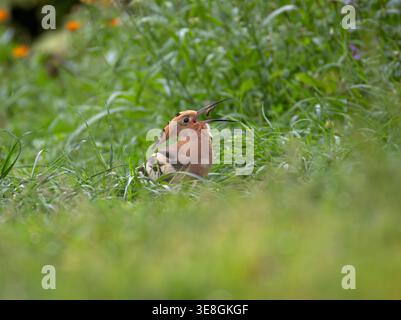 “Eurasian hoopoe (Upupa epops) tossing an insect into the air before swallowing it, feeding behavior in natural habitat in Italy.” Stock Photo