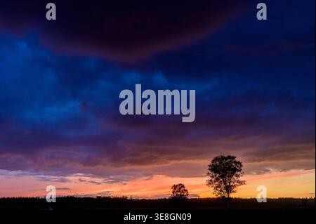 Cloudy sky after sunset with a Birch tree on the horizon Stock Photo