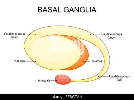 Basal ganglia, Amygdala and Thalamus anatomy. Limbic system. Vector illustration. Medical diagram Stock Vector