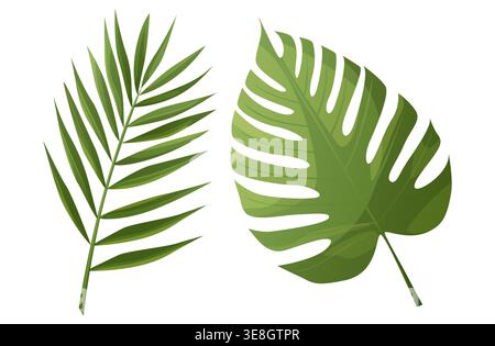 Set of palm and monstera leaves on isolated background. Stock Vector