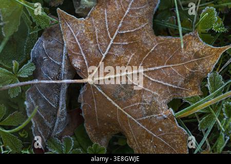 Frost covered fallen autumn maple leaf lying on green grass during a cold sunrise in Estonia. Early morning light, seasonal change, calm natural backg Stock Photo