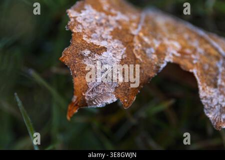 Frost covered fallen autumn maple leaf lying on green grass during a cold sunrise in Estonia. Early morning light, seasonal change, calm natural backg Stock Photo