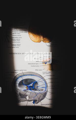 Medical diagram shows human brain anatomy. Skull cross-section highlights meninges and venous sinuses. Labels point to specific brain structures and v Stock Photo
