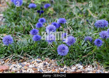 Blue Globe Daisy, Hair-flowered Globe Daisy or Globe Daisy, Globularia trichosantha, Plantaginaceae. Bulgaria to NW. Iran. Stock Photo