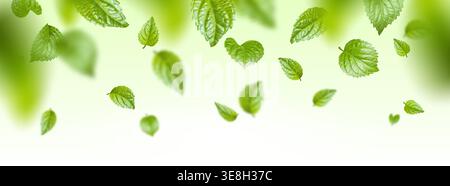 Fresh green mint leaves floating in air with natural motion effect, realistic vector background. Organic herbal border concept, cosmetic product design and sustainable beauty banner illustration. Stock Vector