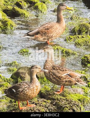 Three female mallard ducks standing and wading among moss-covered rocks in a shallow coastal stream in Fife Scotland Stock Photo