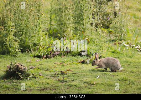 A European Rabbit (Oryctolagus cuniculus) foraging in a field of green grass in Fife, Scotland, UK. Stock Photo