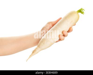 daikon in hand path isolated on white Stock Photo