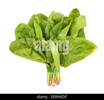 spinach path isolated on white Stock Photo