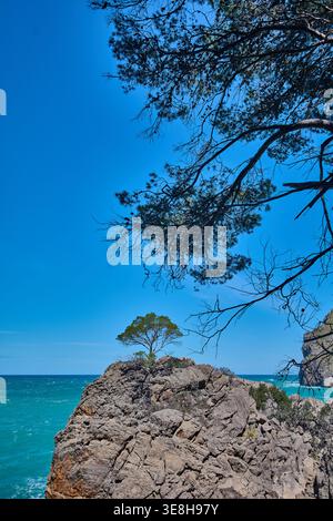 Solitary pine tree growing on a rugged rock formation overlooking the turquoise Mediterranean sea framed by tree branches in the foreground under a cl Stock Photo