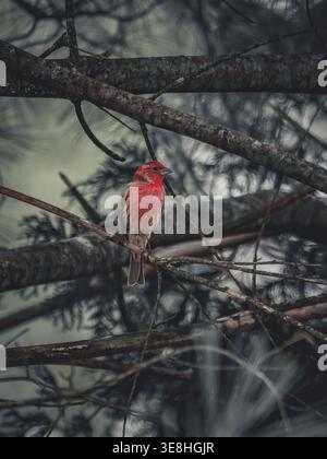 A vibrant male House Finch perched on a branch within a dense evergreen tree Stock Photo