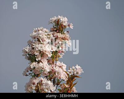 Prolific white cherry blossom with pink tinged green leaves on upright apex of cherry tree in bright sunshine against grey sky Stock Photo