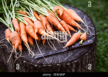 Harvested carrots with roots and greens on dark wooden surface. Farm fresh vegetables in garden environment Stock Photo