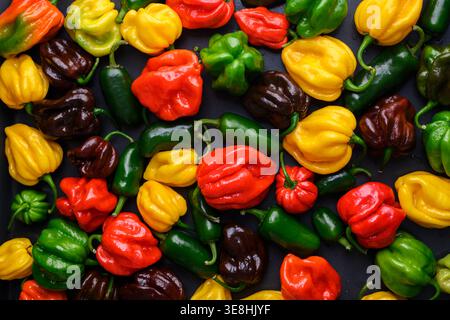Colorful habanero peppers arranged as seamless background pattern. Fresh chili assortment vibrant food texture top view Stock Photo