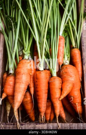 Bunch of fresh carrots standing in wooden box on dark background. Seasonal organic vegetables concept Stock Photo