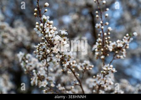 Close-up of white cherry blossom flowers and buds on thin branches with soft bokeh blue sky background. Concept of spring awakening, nature renewal Stock Photo