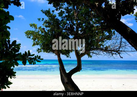 Tropical white sand beach with turquoise water and tree on Mahe Island, Seychelles Stock Photo