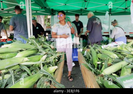Fresh sweet corn on display as shoppers browse a vendor stall at the Ridgewood Farmers' Market, New Jersey. Stock Photo