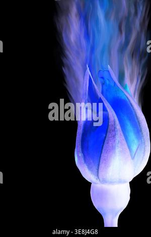 Blue Rose, inverted image, with illustrated flames on a black background suitable for book cover or ebook cover Stock Photo