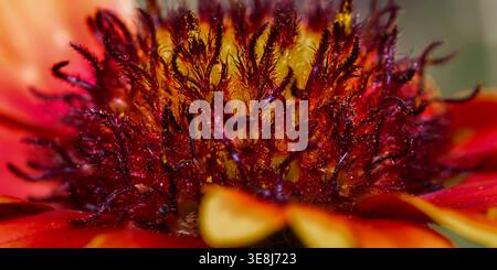 Detailed macro of the center of a Firewheel (Gaillardia pulchella) wildflower. Focus on red filaments dusted with yellow pollen grains. High detail. Stock Photo