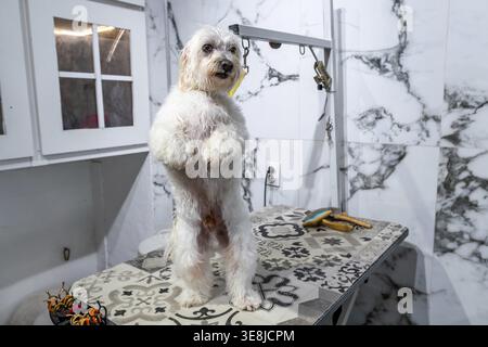 Small white furry dog standing on its hind legs on a patterned grooming table, looking forward while being prepared for pet care service in a professi Stock Photo