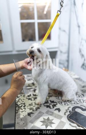 Groomer's hands gently combing a happy white maltese held securely during a professional grooming session, highlighting hygiene, styling and pampered Stock Photo