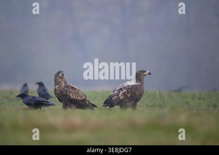 White-tailed eagle (Haliaeetus albicilla), juvenile, young white-tailed eagle in a forest clearing during heavy rain, Podlaskie Voivodeship, Poland Stock Photo