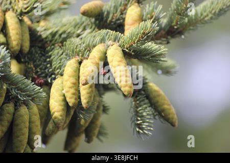 Young cones of the white spruce (Picea glauca) Stock Photo