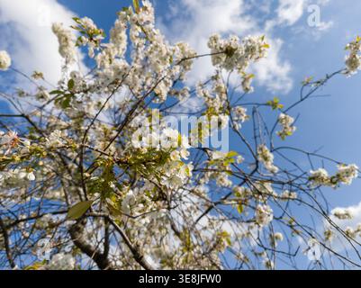 White blossoms of a Sour Cherry tree (Prunus cerasus) blooming in spring, viewed from below against a blue sky with fluffy white clouds. Stock Photo