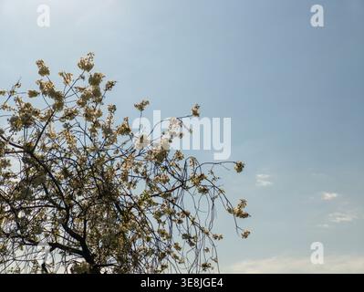 White cherry blossoms (Prunus) blooming on delicate branches against a vast clear blue sky in spring, minimalist composition with copy space. Stock Photo