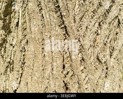 Small wall lizard (Podarcis muralis) perfectly camouflaged on the rough bark of a tree trunk in the sunlight. Stock Photo