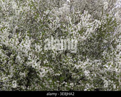 Full frame texture of white Cherry Plum (Prunus cerasifera) blossoms in dense bloom on a tree during springtime. Stock Photo