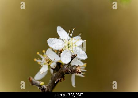 Flowers, Cherry blossom Stock Photo