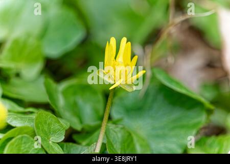 Flowers, Cherry blossom Stock Photo