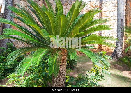 Cycas revoluta known as Sago Palm with symmetrical rosette of stiff glossy dark green pinnate leaves and scaly trunk growing beside stone wall surroun Stock Photo