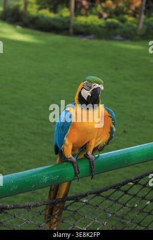 Beautiful large multi-colored macaws sit on a tree branch in the tropical garden Stock Photo