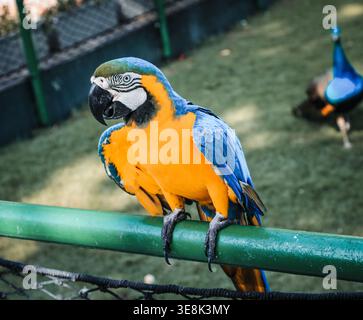 Beautiful large multi-colored macaws sit on a tree branch in the tropical garden Stock Photo