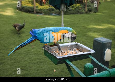Beautiful large multi-colored macaws sit on a tree branch in the tropical garden Stock Photo