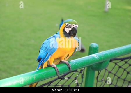 Beautiful large multi-colored macaws sit on a tree branch in the tropical garden Stock Photo
