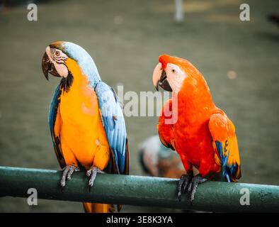Beautiful large multi-colored macaws sit on a tree branch in the tropical garden Stock Photo