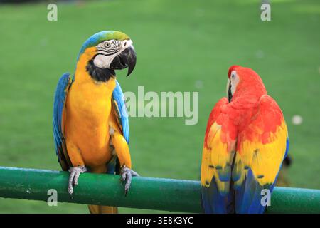 Beautiful large multi-colored macaws sit on a tree branch in the tropical garden Stock Photo