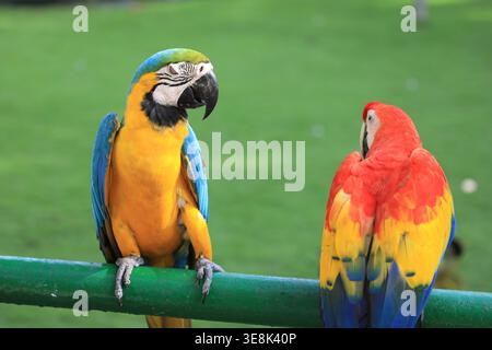 Beautiful large multi-colored macaws sit on a tree branch in the tropical garden Stock Photo