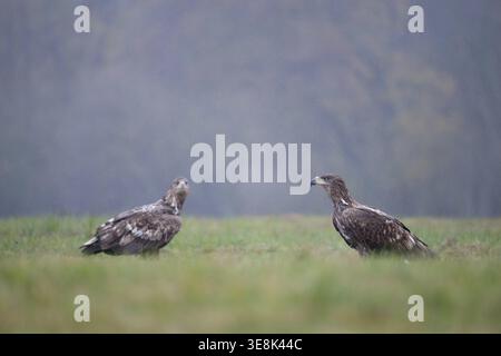 White-tailed eagle (Haliaeetus albicilla), juvenile, young white-tailed eagle in a forest clearing during heavy rain, Podlaskie Voivodeship, Poland Stock Photo