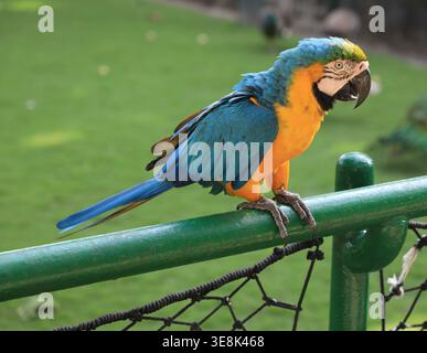 Beautiful large multi-colored macaws sit on a tree branch in the tropical garden Stock Photo