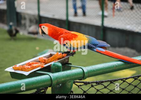 Beautiful large multi-colored macaws sit on a tree branch in the tropical garden Stock Photo