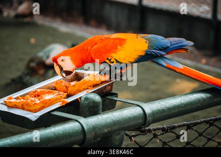Beautiful large multi-colored macaws sit on a tree branch in the tropical garden Stock Photo