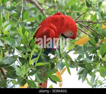 Beautiful large multi-colored macaws sit on a tree branch in the tropical garden Stock Photo