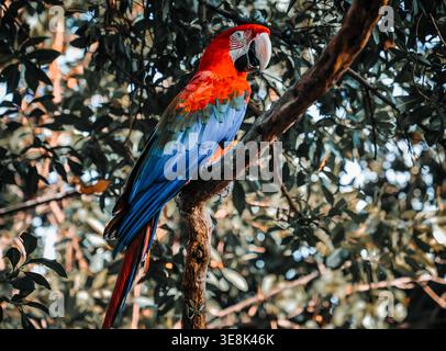 Beautiful large multi-colored macaws sit on a tree branch in the tropical garden Stock Photo