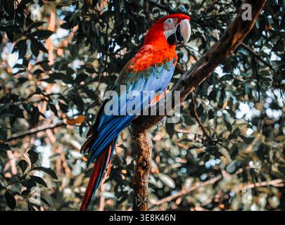 Beautiful large multi-colored macaws sit on a tree branch in the tropical garden Stock Photo